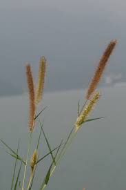 Image result for Cenchrus purpureus