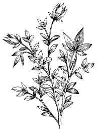 Black And White Plants Aesthetic Free Clipart Rhatany Warszawianka Lilies Drawing Flower Drawing Vector Flowers