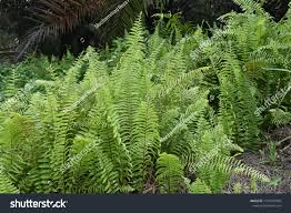 Image result for Nephrolepis biserrata