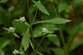 Image result for Platostoma strictum