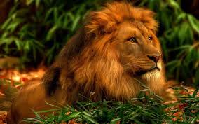 Hd Wallpaper Wallpapers Hd Pc Android Mobile Windows 7 Animal Wildlife Mammal Wallpaper Flare I moved this to the android themes forum where folks generally go to find new live wallpapers. wallpapers hd pc android mobile windows