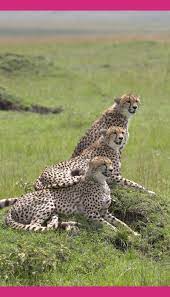 Safari In Kenya Animals Wild Wild Cats Animals Beautiful