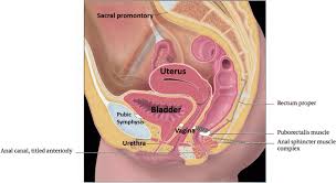 The lowest, most posterior portion of the peritoneal cavity is the rectouterine space (also known as the pouch of douglas ). Sagittal Diagram Of The Female Pelvis The Anterior Compartment Download Scientific Diagram