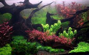 120 Gallon Dutch Planted Something Or Another Aquarium Plants