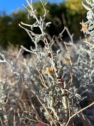 Image result for Apodanthaceae