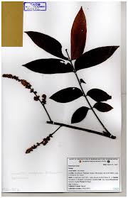 Image result for Lepisanthes senegalensis