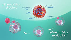 Over the course of a flu season, different types (a & b) and subtypes (influenza a) of influenza circulate and cause illness. Influenza A Detailed Account