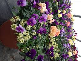Frosty Dusk Garden Container Snapdragon Pansies And Alyssum Container Flowers Container Gardening Flowers Container Gardening