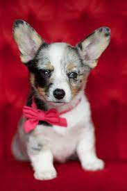 All our cowboy corgis are priced at $750 ($200 deposit, $550 balance at 8 weeks). Cowboy Corgi Puppies For Sale Off 76 Www Usushimd Com