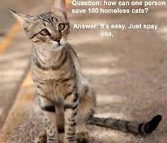 Maybe you would like to learn more about one of these? Donations To Fund Spay And Neuter Clinics Clearfield Spca
