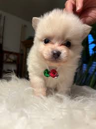 hoger nogetbulidags bulidags ↑ roger rogerbulldogs bulldogs