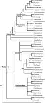 Image result for Phylohydrax