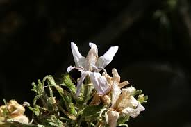 Image result for Mellera