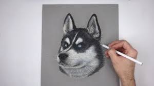 Draw a curved triangle within the bounds of the near ear. Special Husky Dog Portrait Drawing Youtube