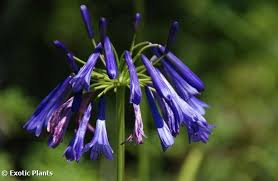 Image result for Agapanthus inapertus