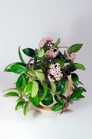 Image result for Hoya