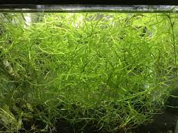 Guppy Grass Naja Grass Fish Tank Plants Fish Tank Guppy Fish