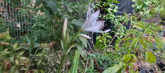 Image result for Crinum verdoorniae
