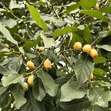 Image result for Burchellia