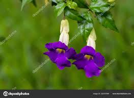 Image result for Thunbergia graminifolia
