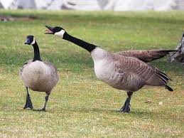 Bird With Brown Head And Black Body Uk Canada Goose Ebird Central America
