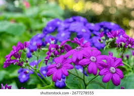 Image result for Pericallis hybrida