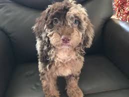 A bordoodle, also known as borderdoodle, border doodle, and border collie poodle, is a hybrid cross between a border collie and poodle, the two smartest dogs in the world! Beautiful Borderdoodle Puppies One Remaining Exeter Devon Pets4homes