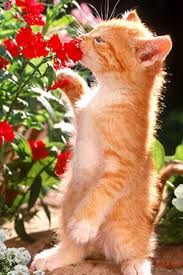 Pictures of cats and flowers. 900 Cats And Flowers Ideas In 2021 Cats Cute Cats Crazy Cats