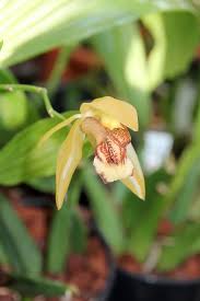 Image result for Polystachya caloglossa