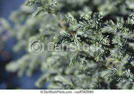 Beautiful dwarf sawara cypress ( blue moon) for small bonsai tree. Sawara Cypress Blue Moon Latin Name Chamaecyparis Pisifera Blue Moon Canstock