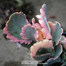 Kalanchoe Fedtschenkoi Variegata Reddish Brown Flowers Bloom Spring Summer Cool Sun To Light Shade Hardy To Plants Succulent Gardening Cacti And Succulents
