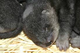 Find the reviews and ratings to know better. Oakland Zoo Zooborns