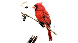 Learn how to draw cardinal bird pictures using these outlines or print just for coloring. How To Draw A Realistic Cardinal Bird Colour Pencil Drawing Tutorial Youtube