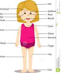Illustrator Of Girl With Labeled Body Parts Stock Vector