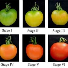 Ripening Stages Of Tomato Download Scientific Diagram