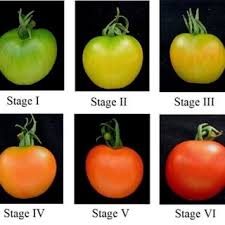 ripening stages of tomato download scientific diagram