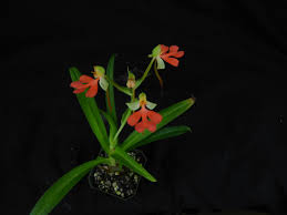 Image result for Habenaria aberrans