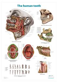 This diagram depicts human skeleton with parts and labels. The Human Teeth Anatomical Wall Chart Code 6714 00 Altay Scientific