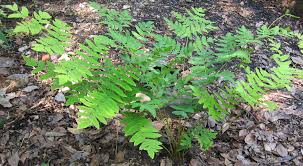 Image result for Osmunda regalis