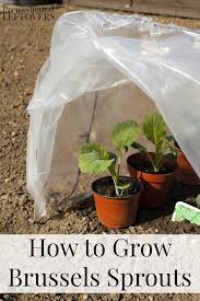 To grow brussel sprouts from seeds, you first have to determine your usda hardiness zone and find your final frost date for the year. Tips For Growing Brussels Sprouts In The Garden Premeditated Leftovers