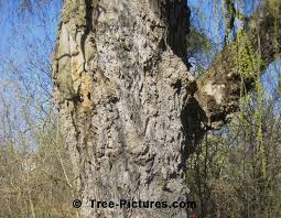 We did not find results for: Weeping Willow Bark Picture