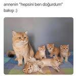 2 244 Begenme 27 Yorum Instagram Da Kedi Cat Kediler Saykodelicats Kiyamam Ya Nasilda Korkmus Bizi Takip Edin Saykodelic 2020 Kedi Instagram Manzara