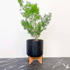 Image result for Asparagus botswanicus