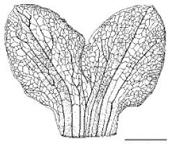 Image result for Uvaria tanzaniae