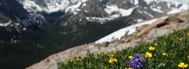 Showy goldeneyes ( heliomeris multiflora). Wild Flowers In Rocky Mountain National Park