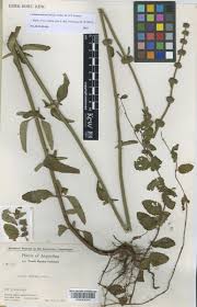 Image result for Cantinoa