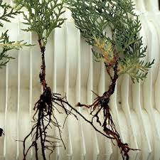 Image result for cuttings thujas