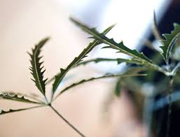 Image result for Crabbea nana