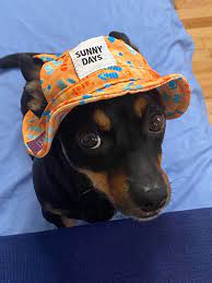 Since Everyone S Posting Their Pet In The Aldi Cap Here S Ollie Aldi