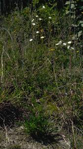 Image result for Oxyanthus strigosus